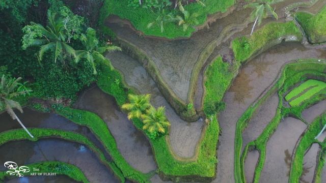 Рисовые террасы Tegalalang. Bali