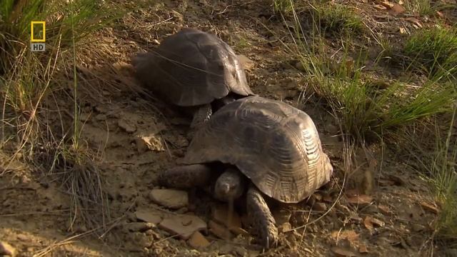 Дикая природа России. Кавказские горы (в 2D) смотреть онлайн