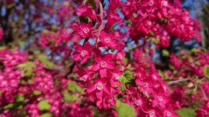 Смородина кроваво-красная (Ribes sanguineum), Орхус, Дания. 14 апреля 2019