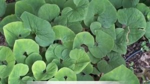 Asarum Canadensis- Canadian Wild Ginger