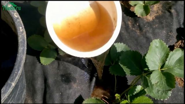 ? Подготовка клубники (садовой земляники) к зиме - 7 дач смотреть онлайн