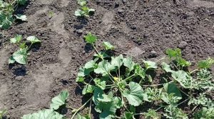 ТЛЯ на бахчевых, как я с ней борюсь!!!