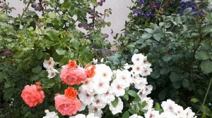 РОЗА??? ЖАКЛИН ДЮ ПРЭ - ОРХИДЕЯ С НЕЖНЫМ АРОМАТОМ ????..