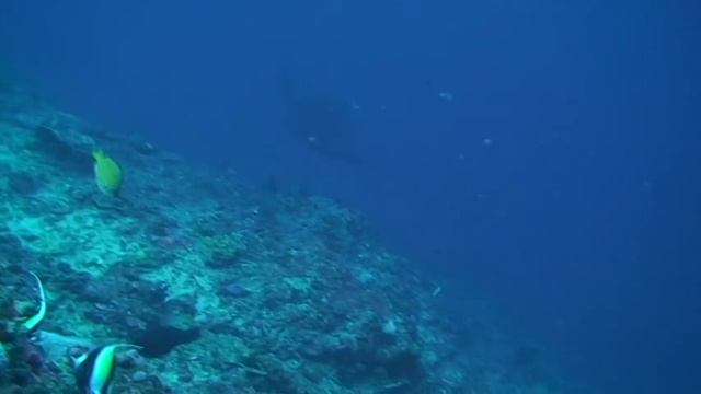 Рыба-луна или Мола-мола смотреть онлайн