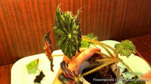 ИДЕАЛЬНЫЙ ГРУНТ для БЕГОНИИ, важные ингредиенты помогут усилить рост новых листиков | flowersecrets