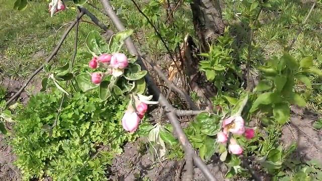 Радоница. 9-й день от Пасхи день особого поминовения усопших, родительский день.