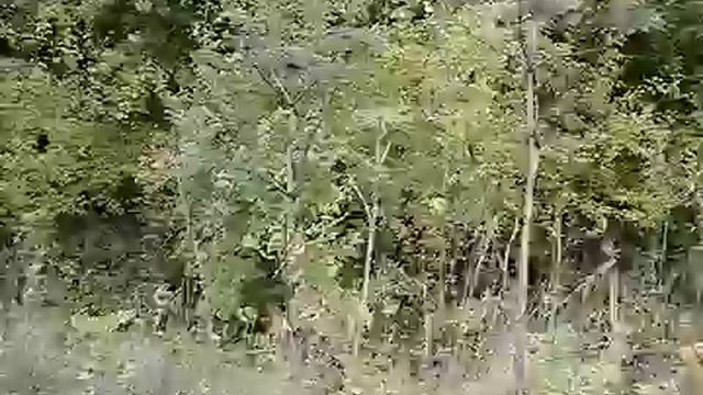 Это что за растения времен динозавров? смотреть онлайн