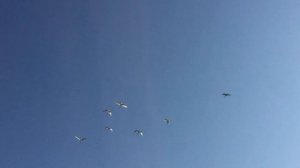 ПОПАЛИ НА КЛЕВ САЗАНА, р. Каратал, Алматинская область,учимся ловить сазана.Как ловить сазана ?