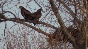 Пара коршунов на дереве возле гнезда. Коршун. Птицы Сибири.