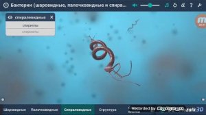 Обзор игры БАКТЕРИЯ