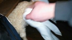 Диарея у нашего ягнёнка!!! ?Поздравление с 8 марта!!! ???