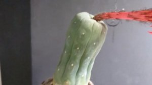 Matucana madisoniorum, первый цветущий в этом году кактус
