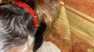 Роды Йорка полное видио