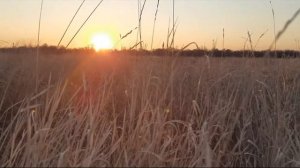 Казачья народная песня "Колечко моё позлачённое"