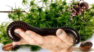 КАК ИЗБАВИТЬСЯ ОТ ПЛЕСЕНИ  В ТЕРРАРИУМЕ, или КОНТЕЙНЕРЕ С ПТИЦЕЕДОМ.