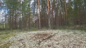 Белые грибы 2021 г..mov