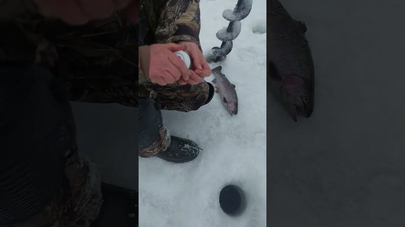 Голицыно Fish (2)