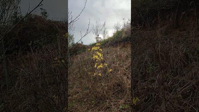 Азалия Понтийская - желтый рододендрон распускается в холмах Гонио. Батуми, Грузия.