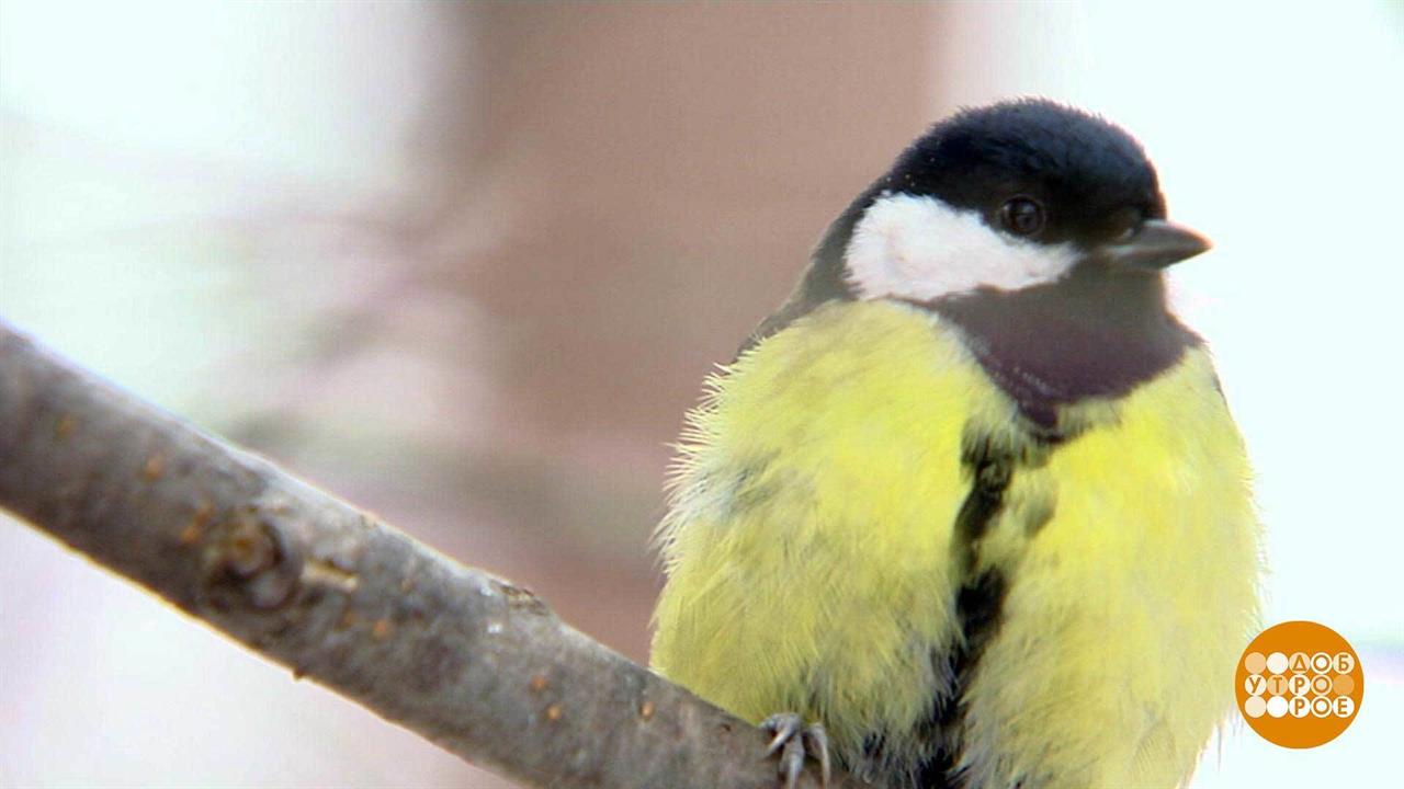 Птичка по зернышку клюет. Доброе утро. Фрагмент выпуска от 14.12.2020