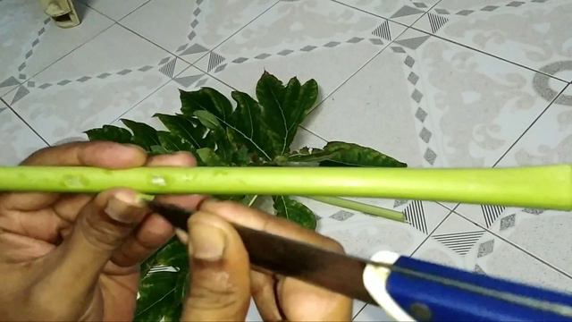 Papaya Leaf Flute making