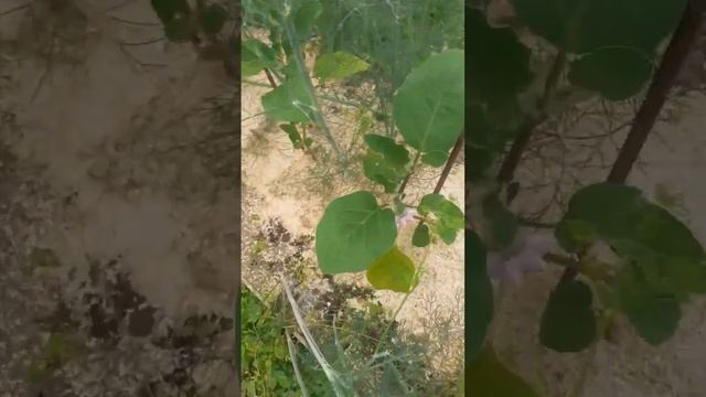 Чесночная соль.Что я делаю для завязи баклажанов смотреть онлайн