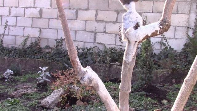 ДЛЯ ЧЕГО НУЖНА ПОБЕЛКА ДЕРЕВЬЕВ ОСЕНЬЮ!?