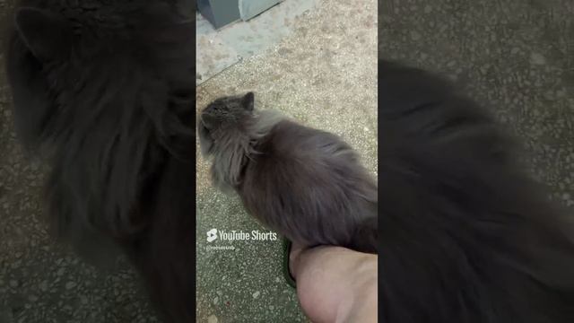 чей это кот