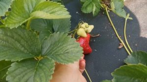 Земляника Талия, поздняя. Очень удивила новиночка!