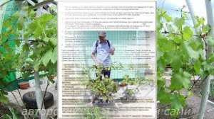 Обработка винограда от болезней и вредителей.Таблица совместимости пестицидов и фунгицидов.mp4