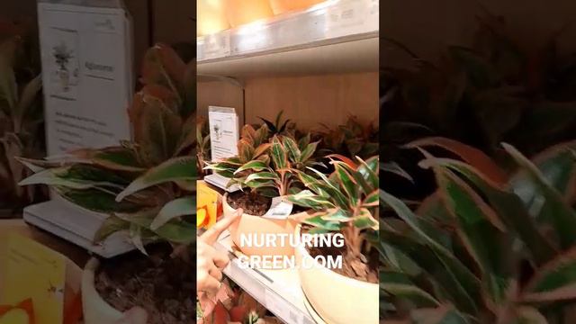 Nurturing Green Shopping смотреть онлайн