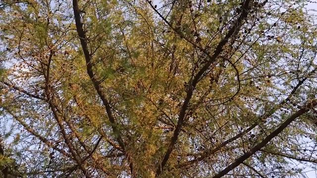 Как выглядит Лиственница Сибирская?