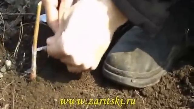 Прививка абрикоса смотреть онлайн