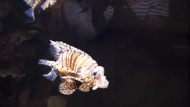 Рыба-лев, полосатая крылатка, рыба-зебра смотреть онлайн