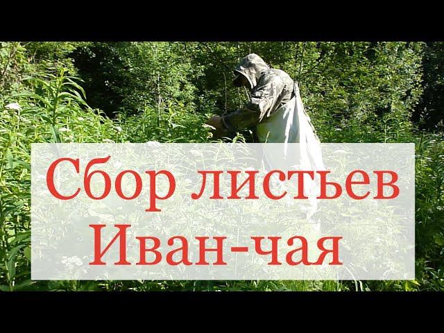 Сбор Иван чая 7 июня 2014