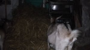 Коза вымя пустое. Жизнь козы.