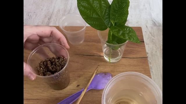 Укореняем фикус зимой - мой эксперимент. смотреть онлайн