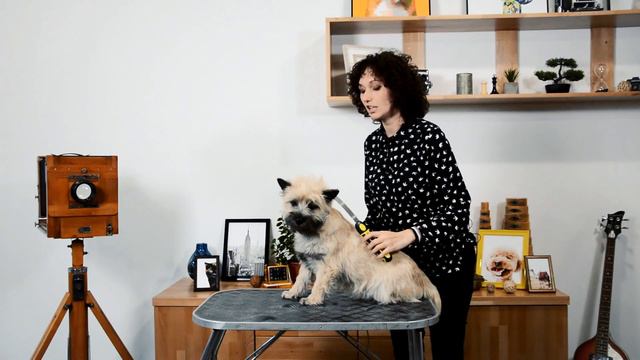 BronzeDog Grooming - техника ухода за шерстью Керн-терьера Беллы