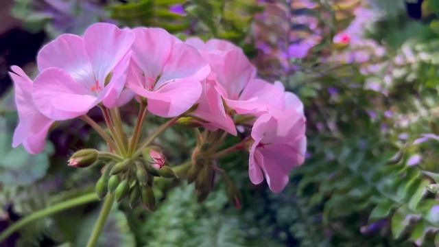 У Герани Листья Станут Ярко Зелеными. Вот Простое Средство Для Пеларгонии! смотреть онлайн