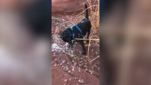 #5МИНУТСМЕХА | СМЕШНЫЕ И ЗАБАВНЫЕ ЖИВОТНЫЕ | ТИК ТОК ЛУЧШЕЕ смотреть онлайн