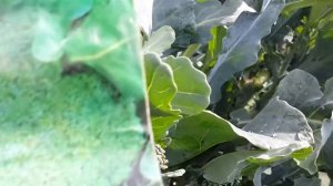 Брокколи Тонус супер  урожайная , и устойчива к цветности!