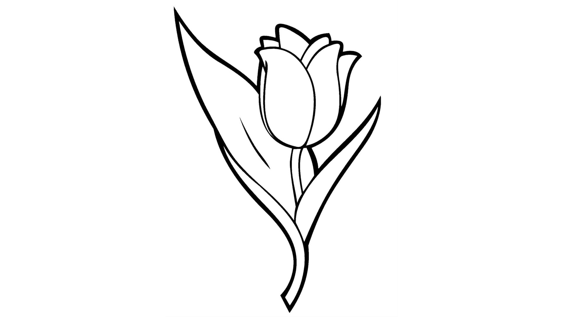Бутон тюльпана рисунок