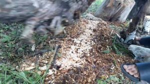 Выращивание вешенки. Размножение вешенки на пнях.