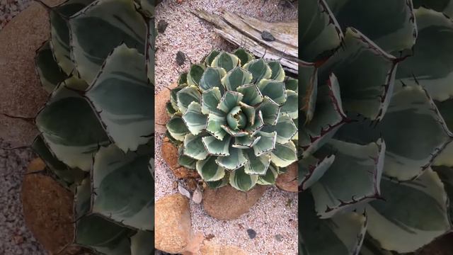 Agave 'Cream Spike' #succulent #leaves #plants