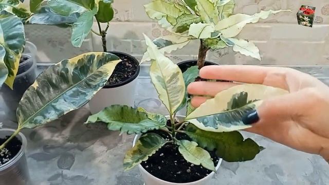 ВСЕ о КРОТОНАХ - белых химерах: сорта Тамара и Эбурнеум. Обзор сорта Радуга (Розовый Эбурнеум) смотреть онлайн