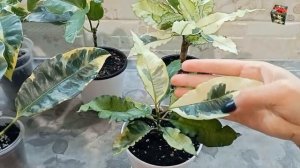 ВСЕ о КРОТОНАХ - белых химерах: сорта Тамара и Эбурнеум. Обзор сорта Радуга (Розовый Эбурнеум)