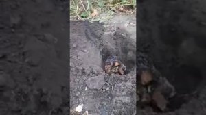 Готовим ямы для посадки пиона древовидного