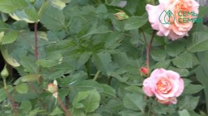 УХОД ЗА РОЗОЙ ЛЕТОМ! ГОТОВИМСЯ К ОБИЛЬНОМУ ЦВЕТЕНИЮ!