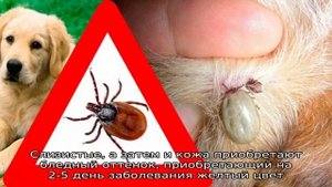 Почему опасен собачий клещ?