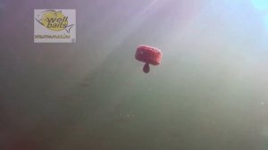 Приманивание корюшки прикормкой