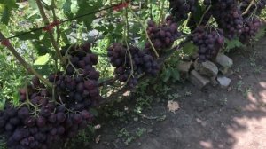 Виноград Заря Несветая.  Продажа саженцев и черенков винограда.Тел-098 115 04 16 Анатолій